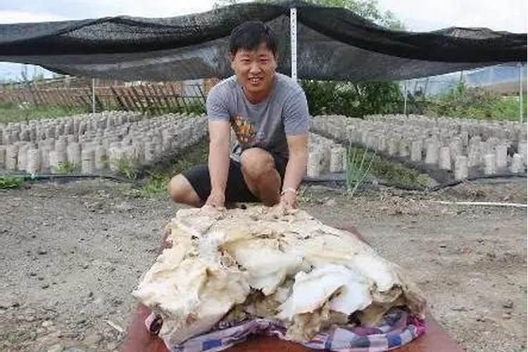 太岁为什么会有不死之身？