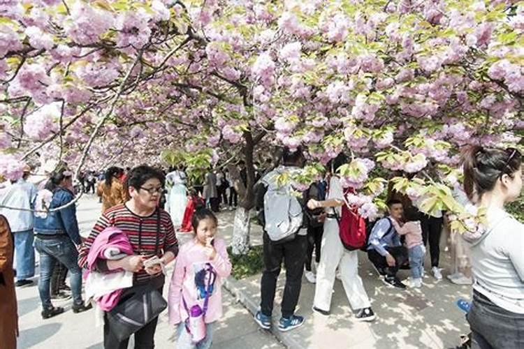 清明樱花祭罗马音