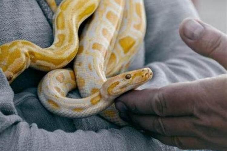 梦见蟒蛇咬人是怎么回事？