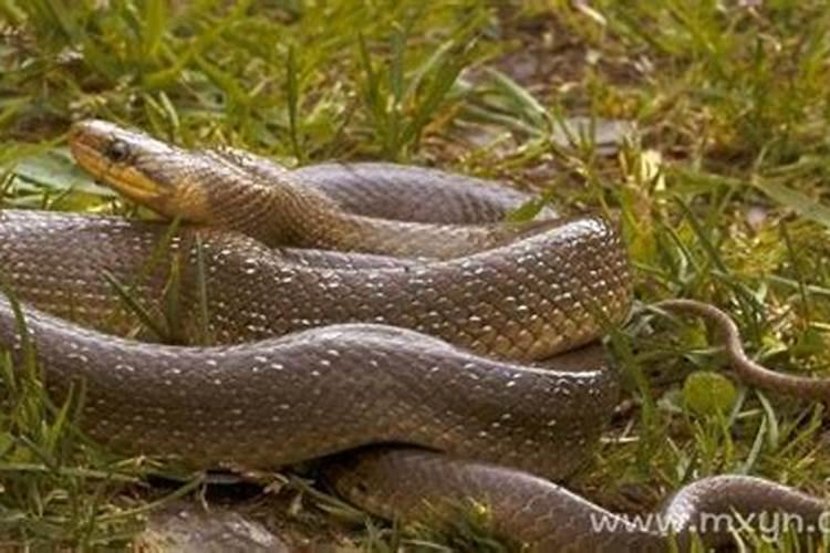 已婚女人梦见蛇预示着什么？