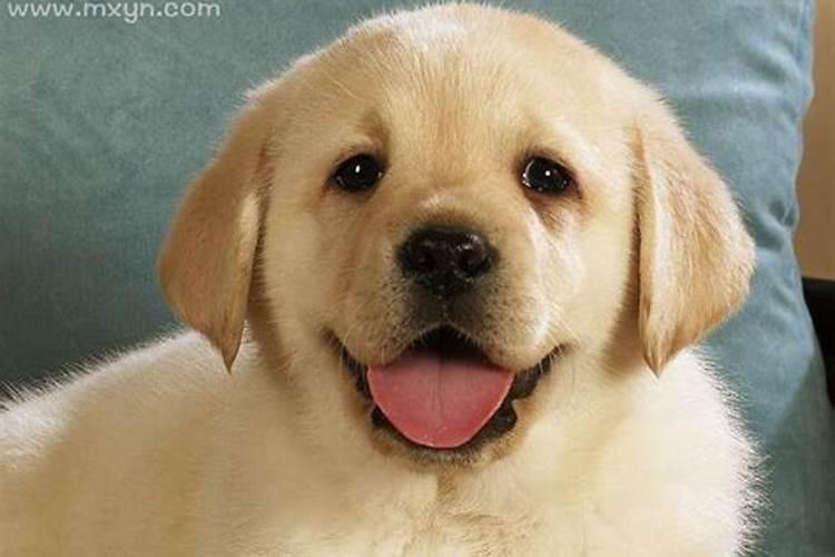 梦到狗预示什么意思周公解梦？