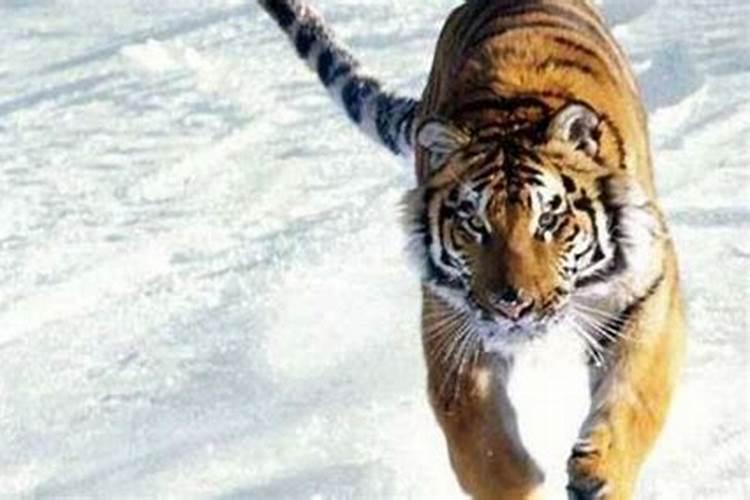 梦见老虎追自己然后我躲在高处