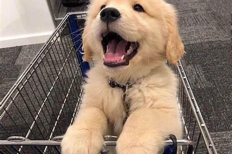 土命逢辰巳就肯定是童子吗？