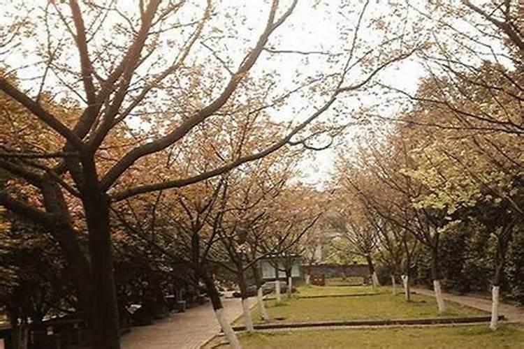 末日时在做什么清明樱花祭？