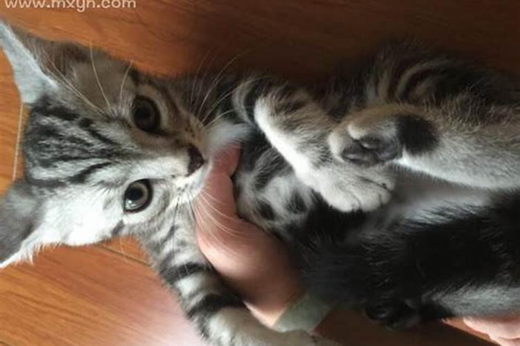 梦见很多猫攻击我们？