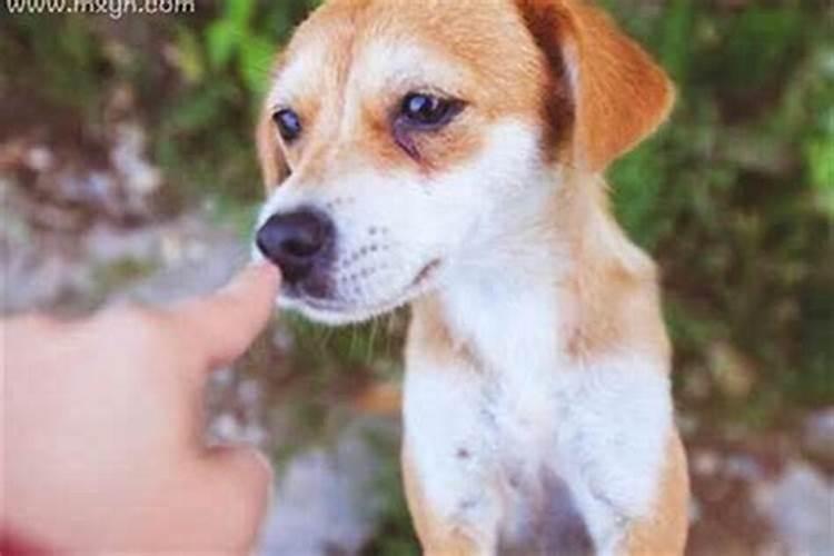 梦见大蟒蛇在家里赶不走