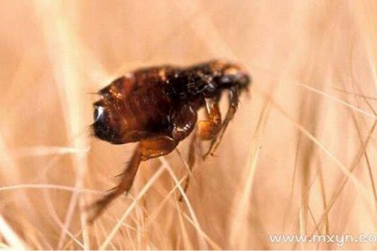 梦见很多跳蚤是什么意思？