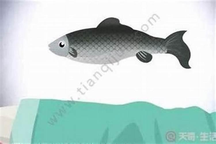 梦到鱼死了是什么兆头？