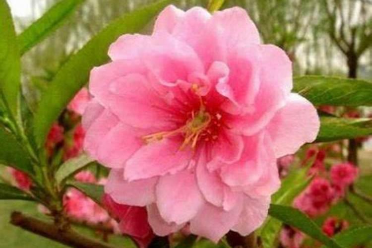 旺桃花是什么意思？