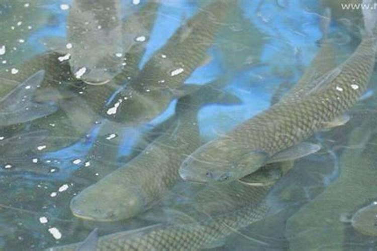 梦见水很清澈有很多很多的鱼虾？