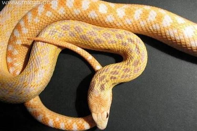 梦见蛇暗示怀孕什么原因？