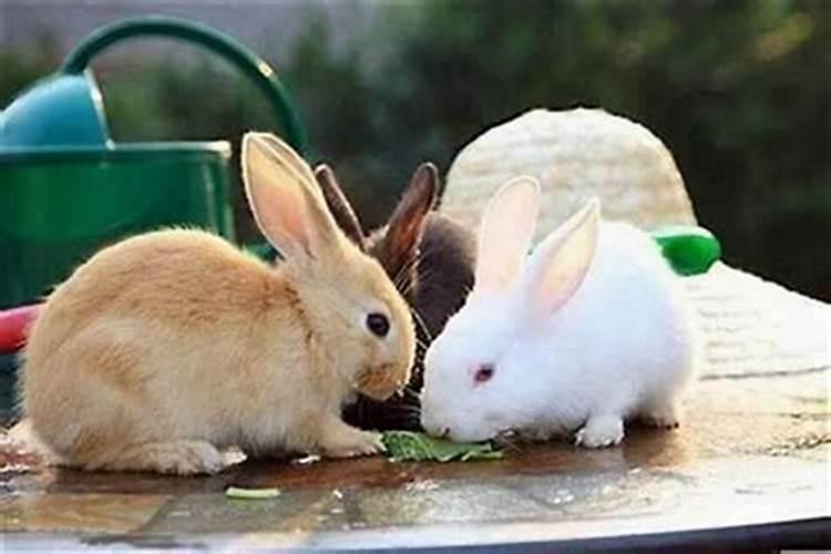 兔跟鼠八字合吗？