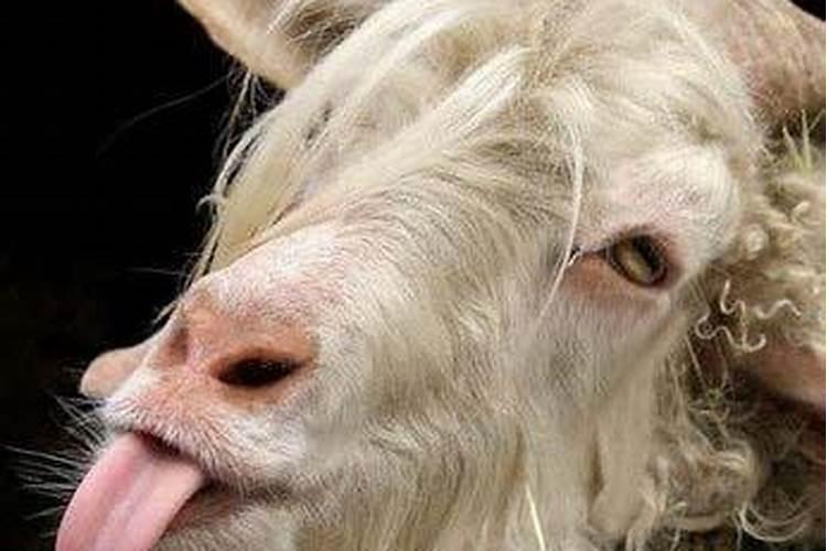 最丑的动物是什么？