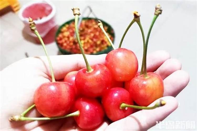 端午节青岛哪里采摘樱珠？