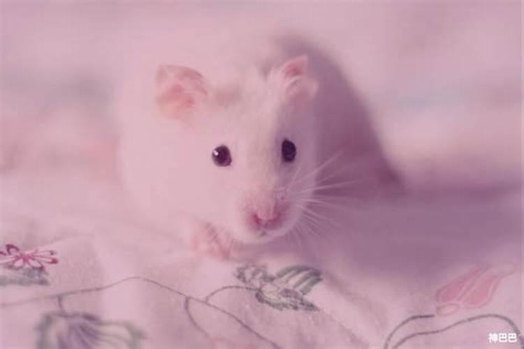 属鼠的人犯太岁一览表