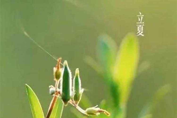 千年立夏是农历什么时候？