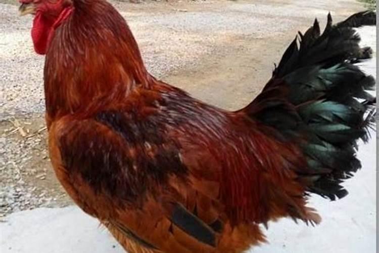 捡到活鸡有有什么预示？