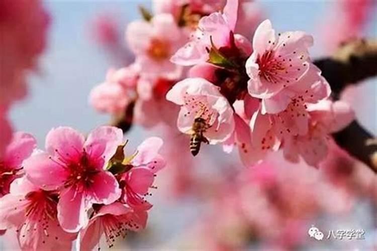 犯太岁会烂桃花吗？