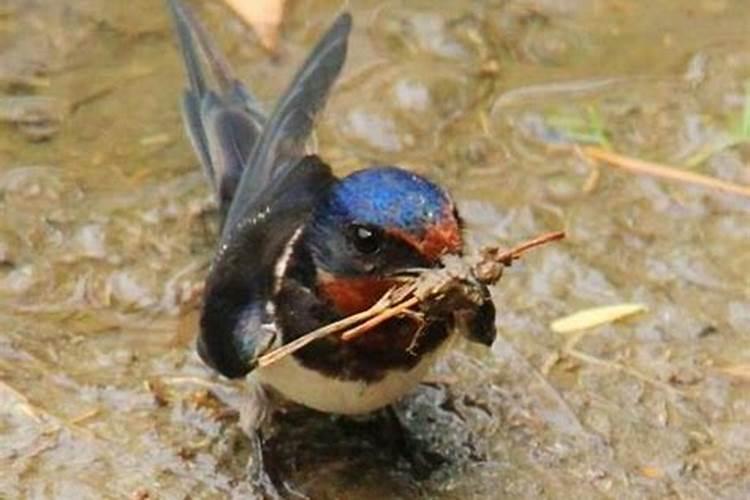 1只燕子进屋是什么兆头？