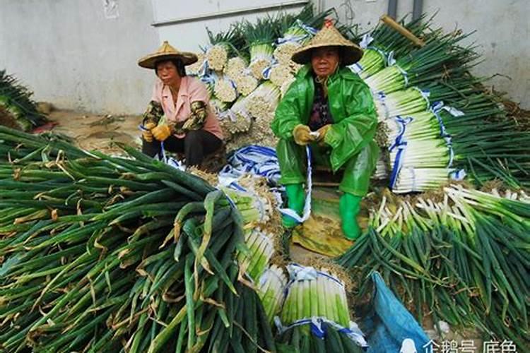 梦到自己抱了一捆大葱送人