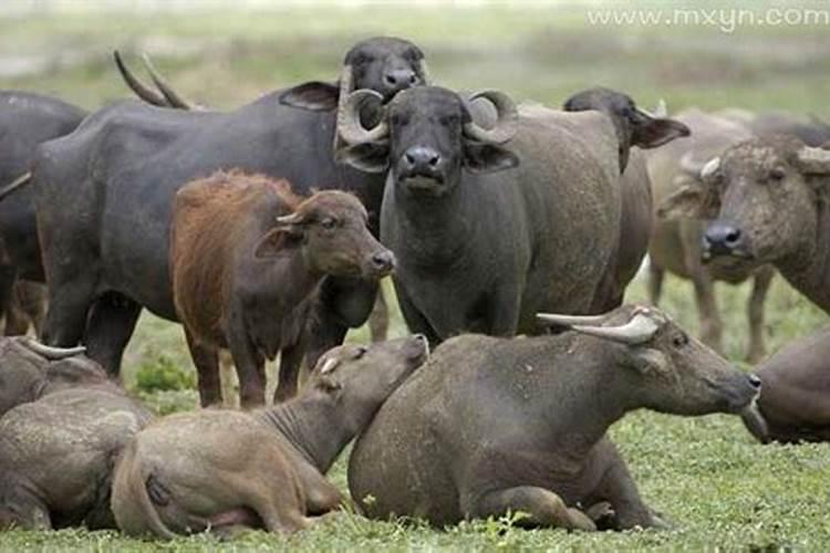 梦见好多牛什么预兆？