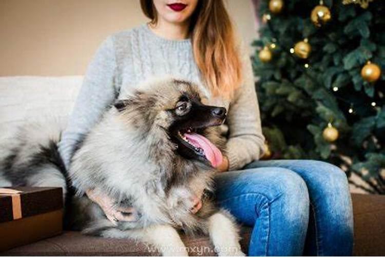 梦见抱狗是什么意思？