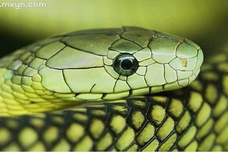 梦见蛇头是什么意思？