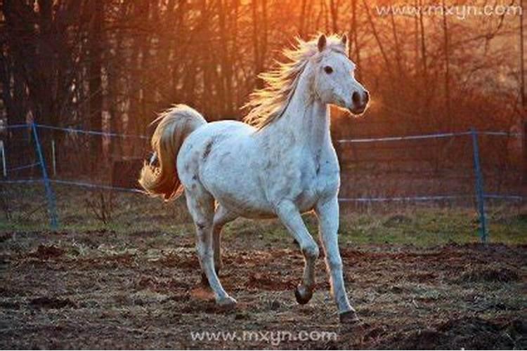 梦见马云什么预兆周公解梦？