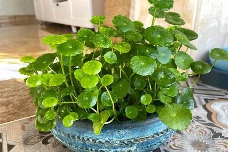 什么花招贵人最好？