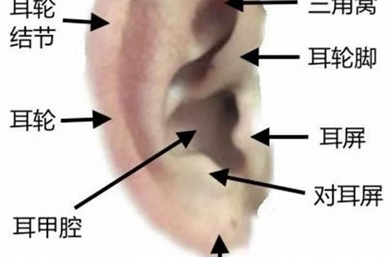 童子命的人耳朵长什么样？