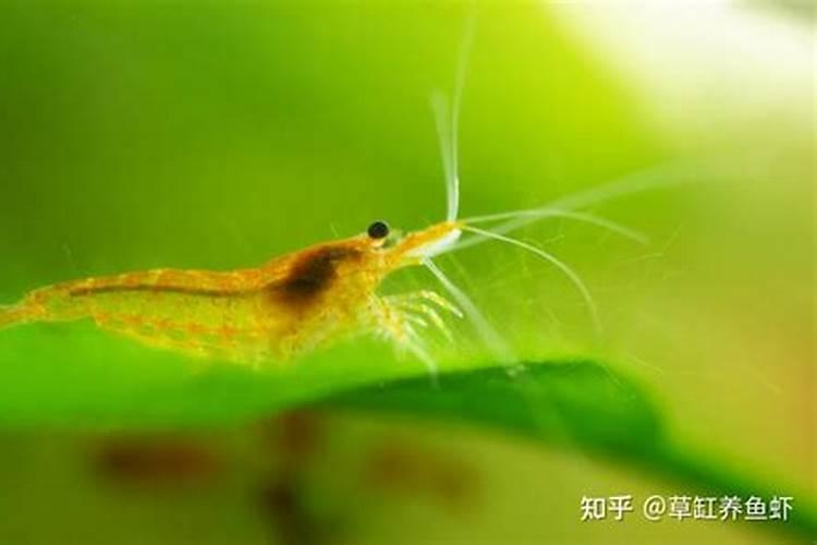 冬至养虾注意什么？