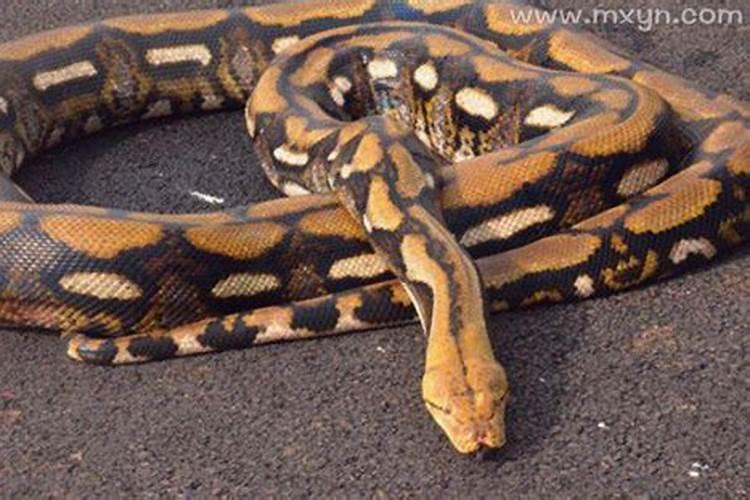 梦见巨蟒是什么征兆？