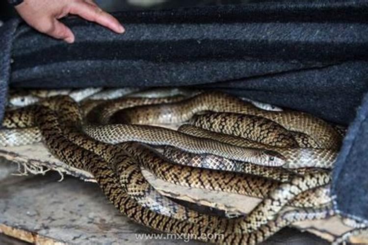 梦见家里有好多虫子和蛇？