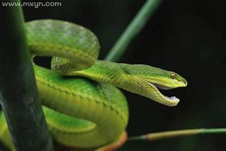 梦见多条红色的蛇咬我？