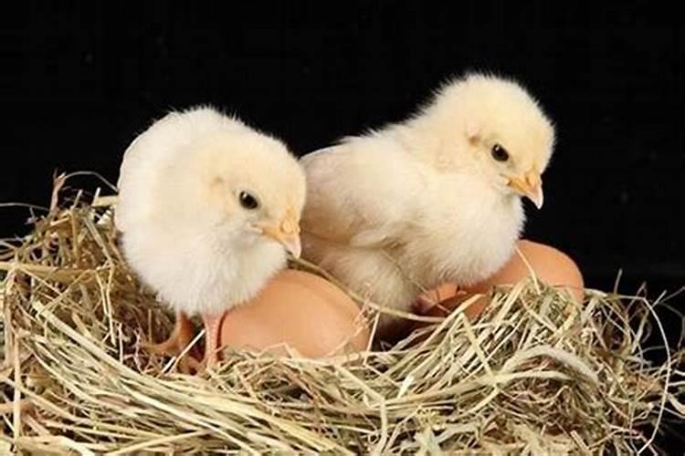 寒衣节出生的鸡宝宝
