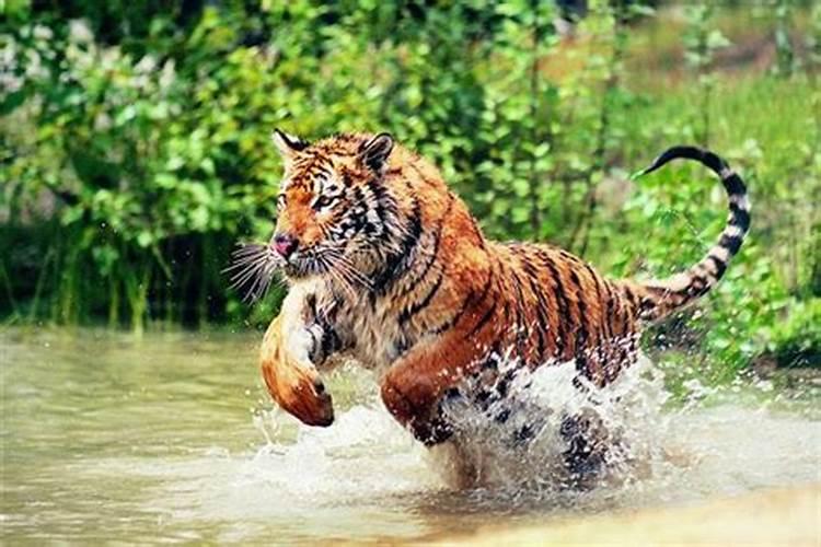 梦见好几只老虎追自己是什么意思？