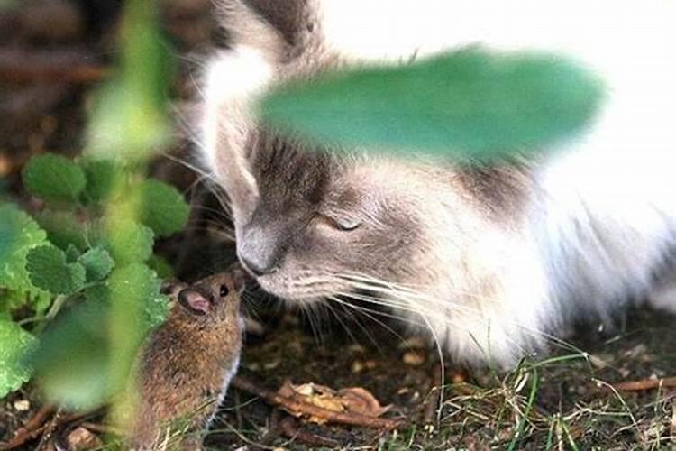 梦见老鼠和猫一起玩