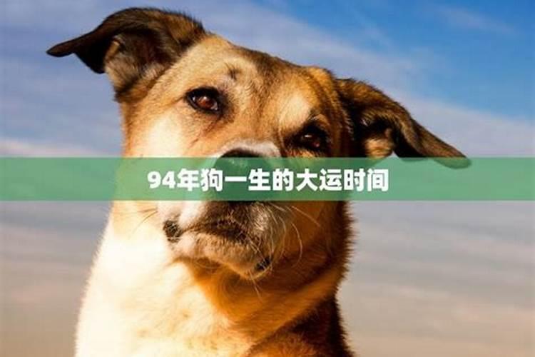 1994生肖狗一生运程