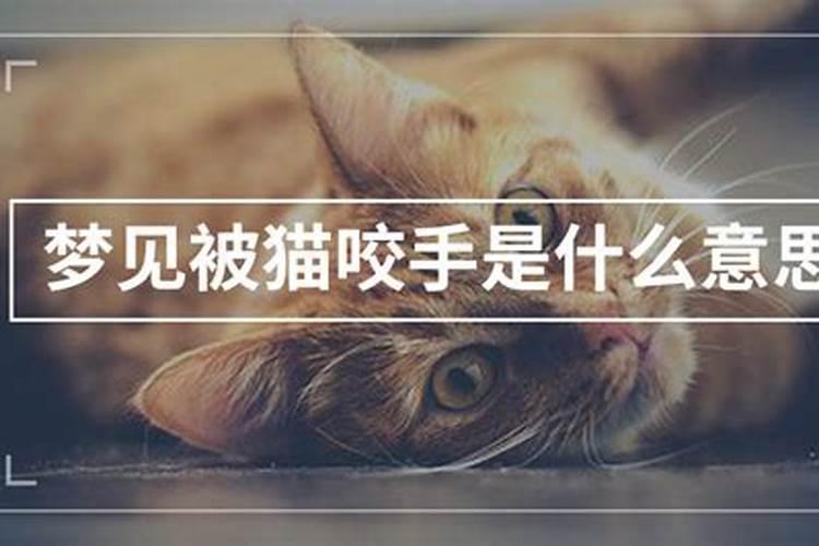梦见猫咬我什么意思啊？