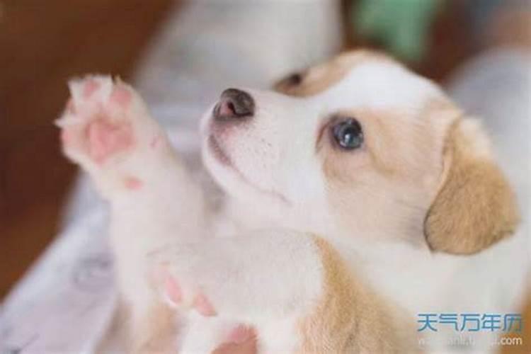 立冬出生狗狗名字