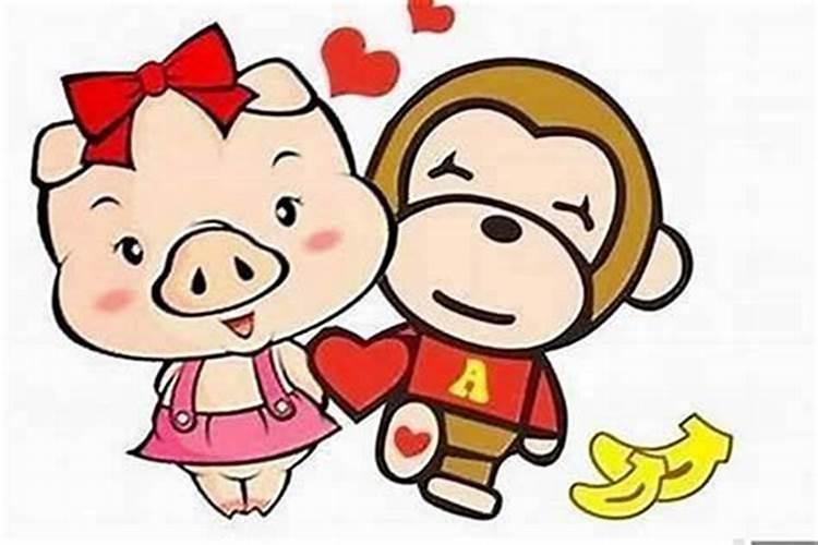 属猪合属什么的合婚？