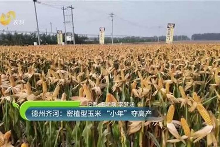 玉米小年还有几天？
