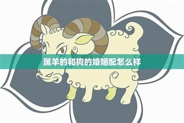 属相羊和狗婚配可以吗？