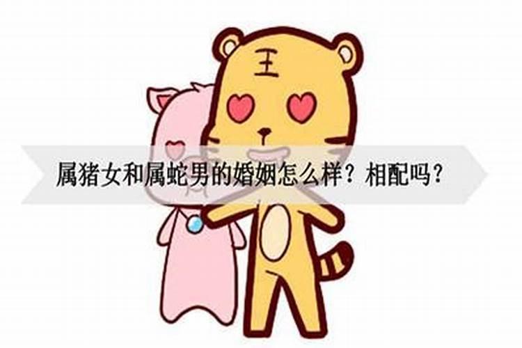 男蛇女猪合婚吗？