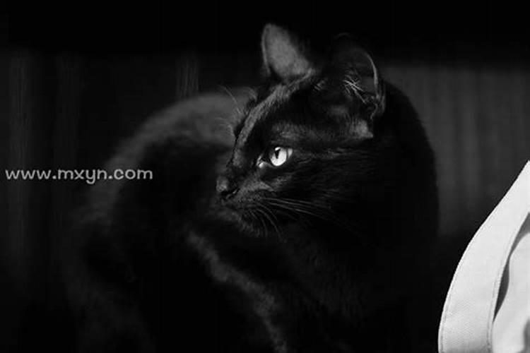 梦见黑色的猫是什么意思？