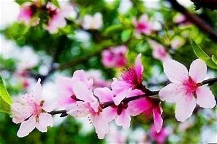 怎么看生辰八字里的桃花？