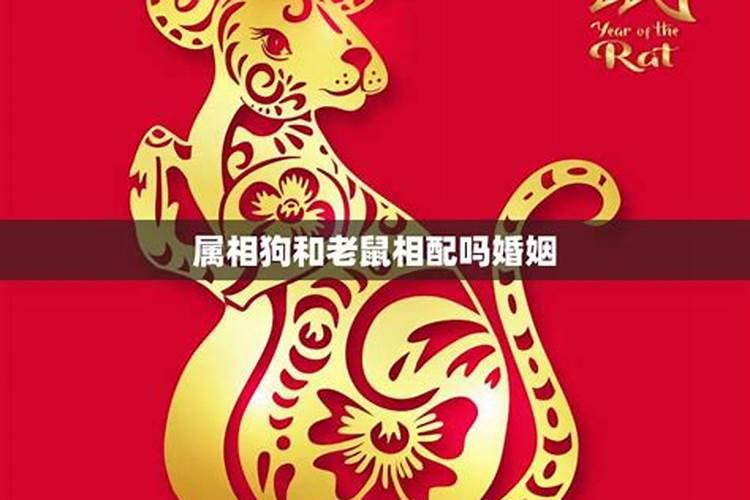 属相狗火与属相鼠水婚配吗？
