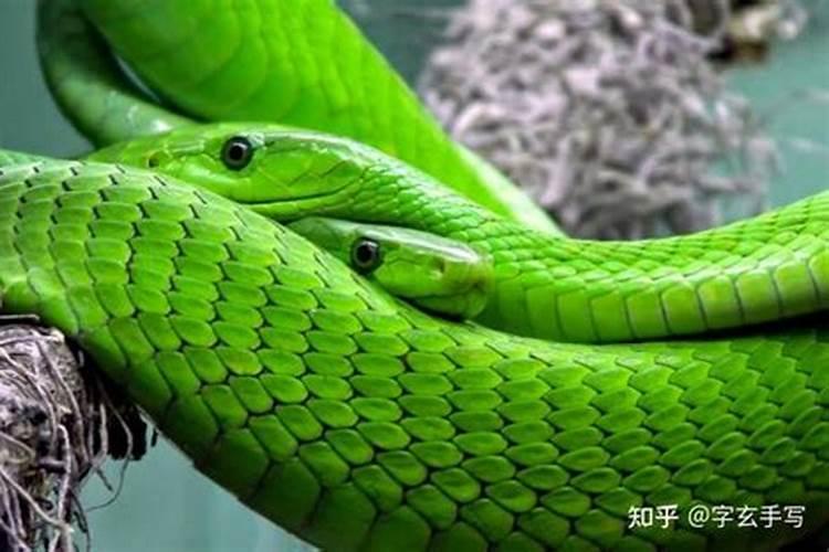 梦到蛇是什么征兆？