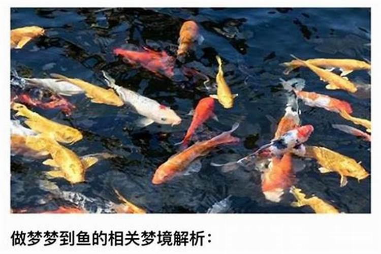 梦见吃了好多条鱼是什么意思？