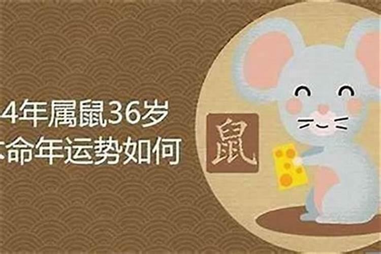 1984出生属鼠运势如何？
